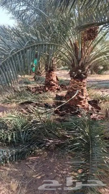 نخل مثمر وزينه أمريكي 7