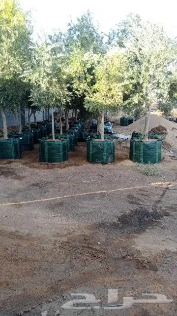زيتون للبيع مثمر نيبالي محسن وزيتون اسباني 6