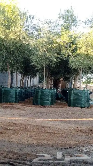 زيتون للبيع مثمر نيبالي محسن وزيتون اسباني 7