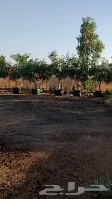 زيتون للبيع مثمر نيبالي محسن وزيتون اسباني 4