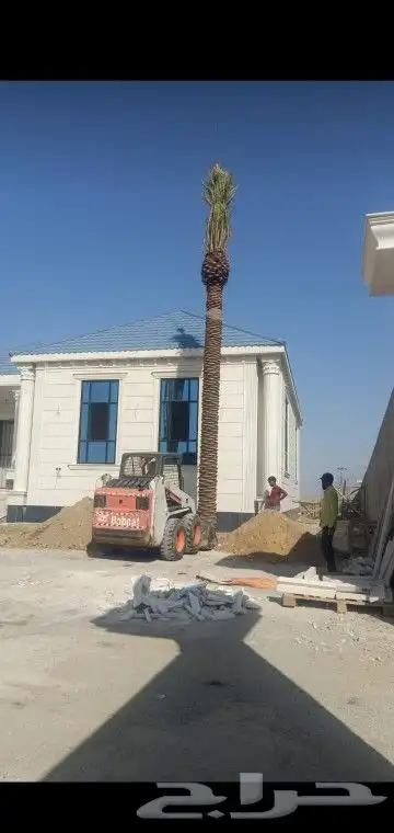 شبوك ونخيل 3