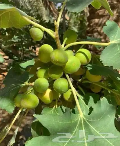 شتلات أشجار فواكه مثمره أنواع فاخره 21