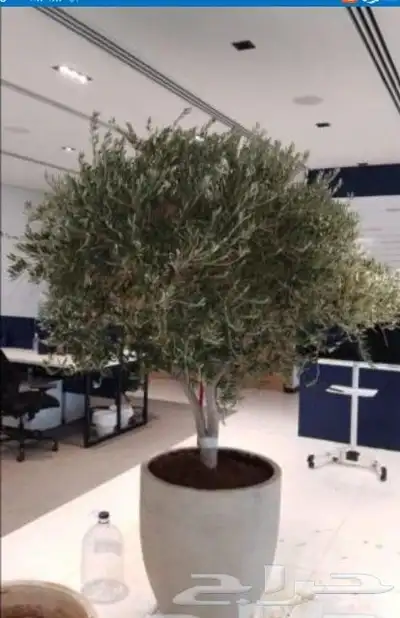 شبوك ونخيل 8