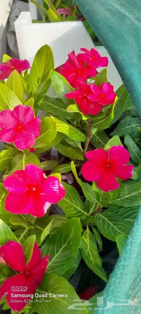 مشتل الياسمين 3