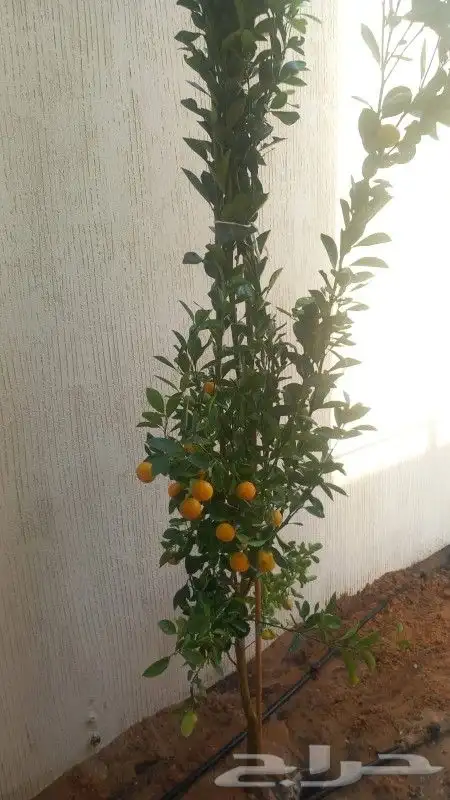 مشتل الياسمين 6