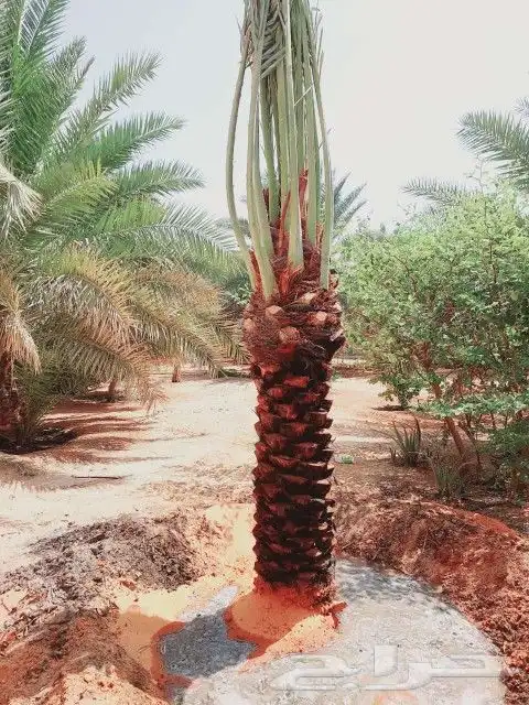 نخل مثمر وزينه أمريكي 9