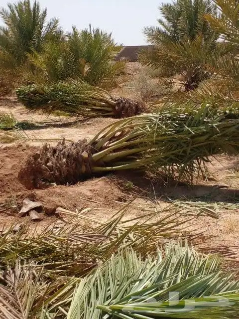 نخل مثمر وزينه أمريكي 5