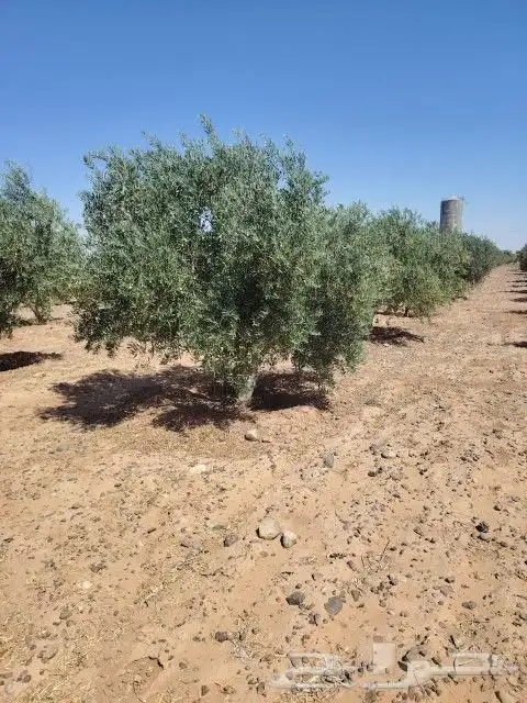 زيتون للبيع مثمر نيبالي محسن وزيتون اسباني 8