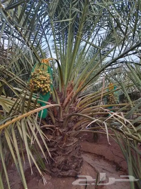 نخل مثمر وزينه أمريكي 6