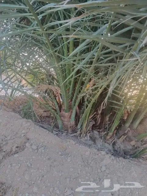 زراعه نخيل 8
