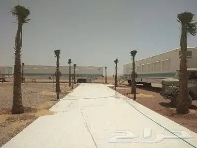 شبوك ونخيل 4