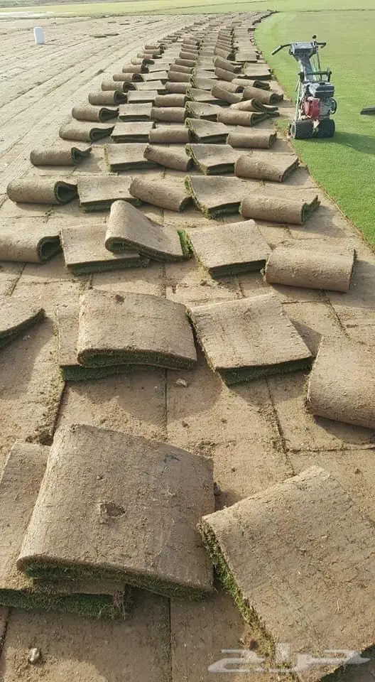 نجيل طببعي وزيتون شحن لانحاء المملكة 2