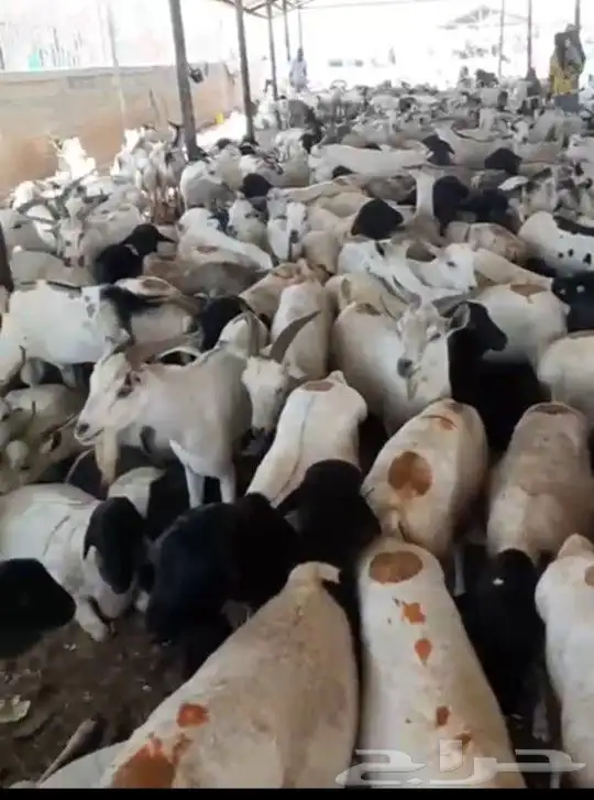 أغنام تيوس و برابر جملة 0