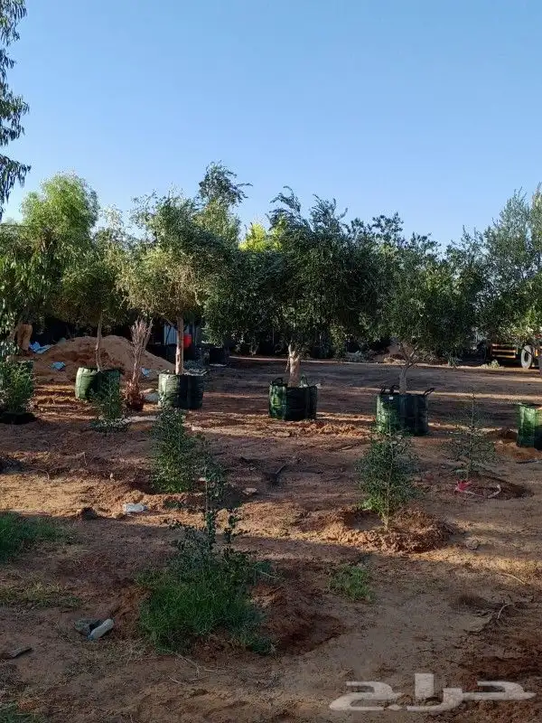زيتون للبيع مثمر نيبالي محسن وزيتون اسباني 5