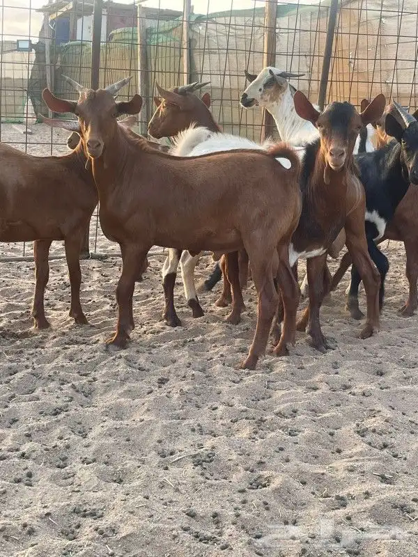 ذبايح حري وتيوس عوارض وجنوبيه سواكن مع امكانيه الذبح وتوصيل 2