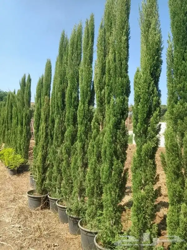 عقل عرعر وبذور سرو وعرعر 0