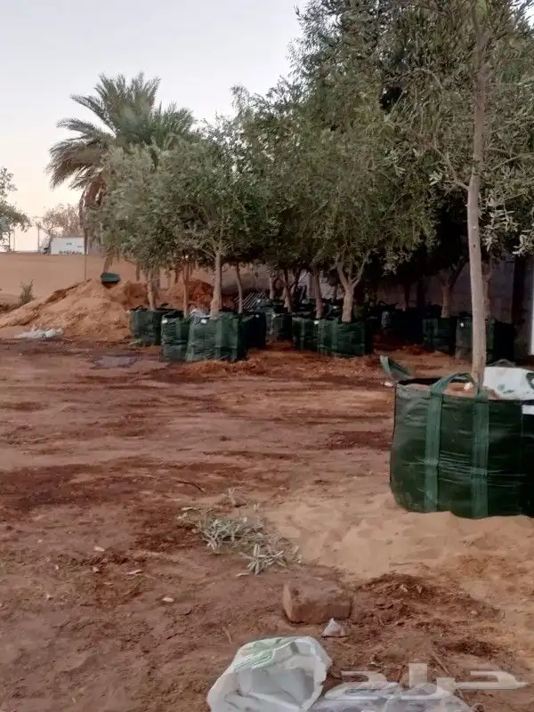 زيتون للبيع مثمر نيبالي محسن وزيتون اسباني 0