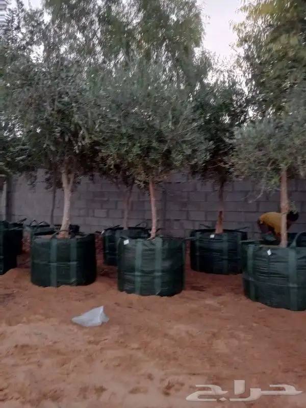 زيتون للبيع مثمر نيبالي محسن وزيتون اسباني 2