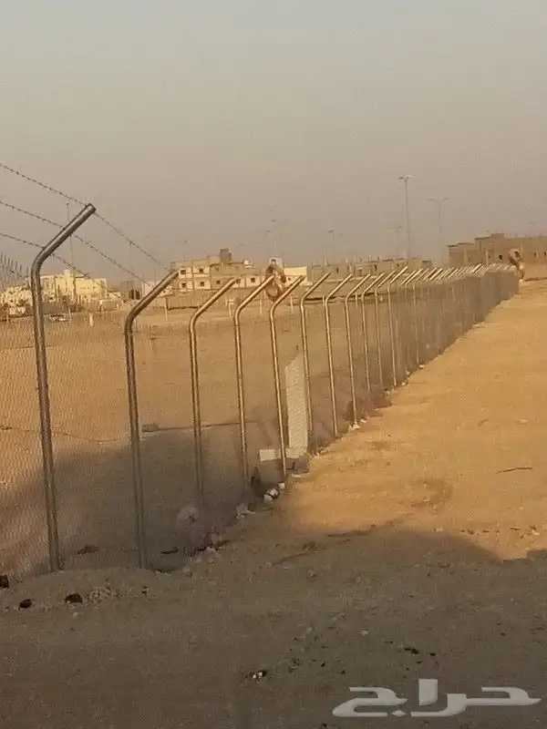 زراعه نخيل 0