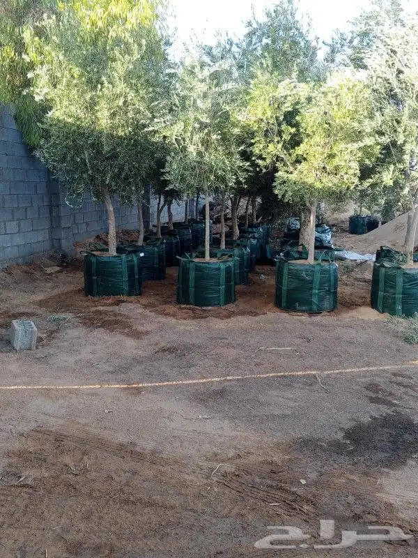 زيتون للبيع مثمر نيبالي محسن وزيتون اسباني 3