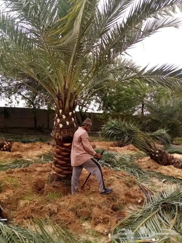زراعه نخيل 5