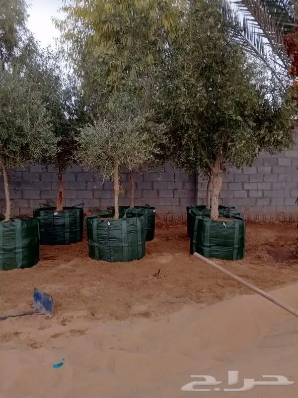 زيتون للبيع مثمر نيبالي محسن وزيتون اسباني 1