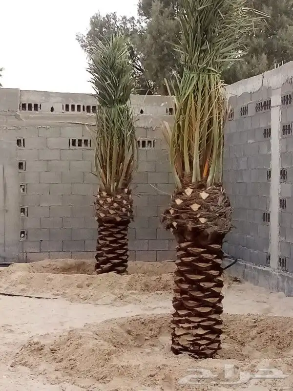 زراعه نخيل 1