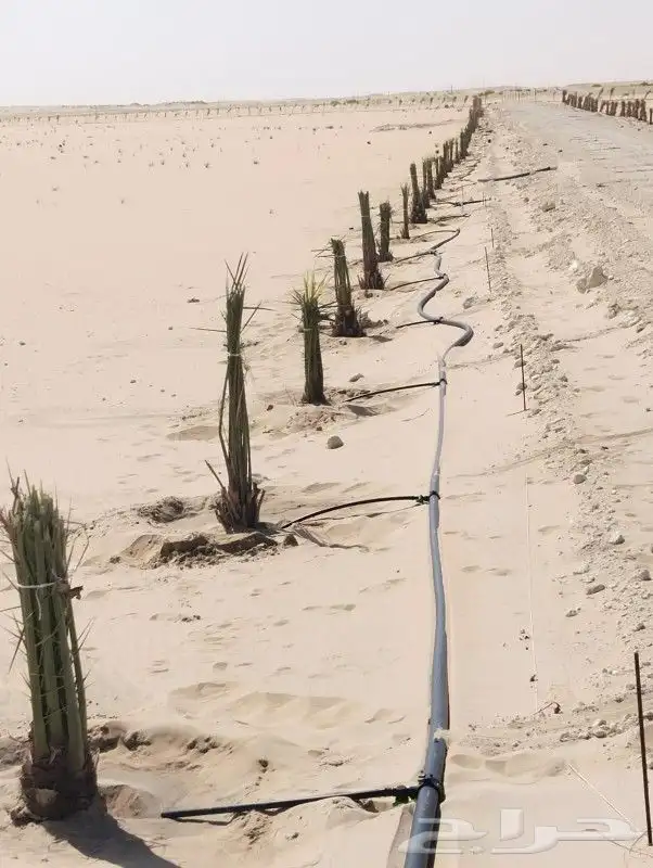 زراعه نخيل 4