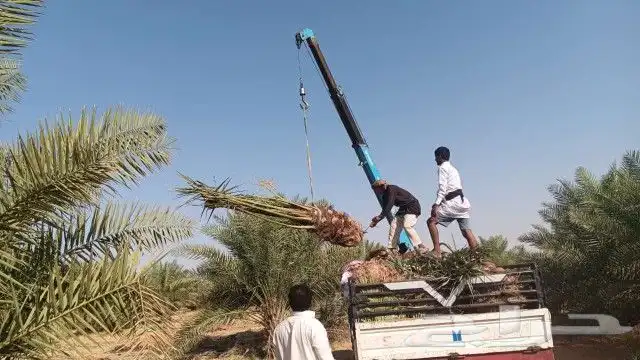 نخل مثمر وزينه أمريكي 8