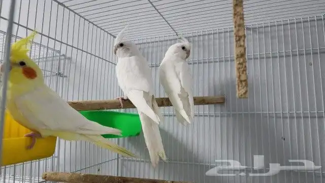 زوج كروان منتج اليف(تم البيع ) 4