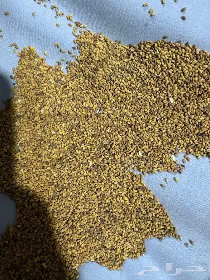 برسيم البذر العربي المعمر 1