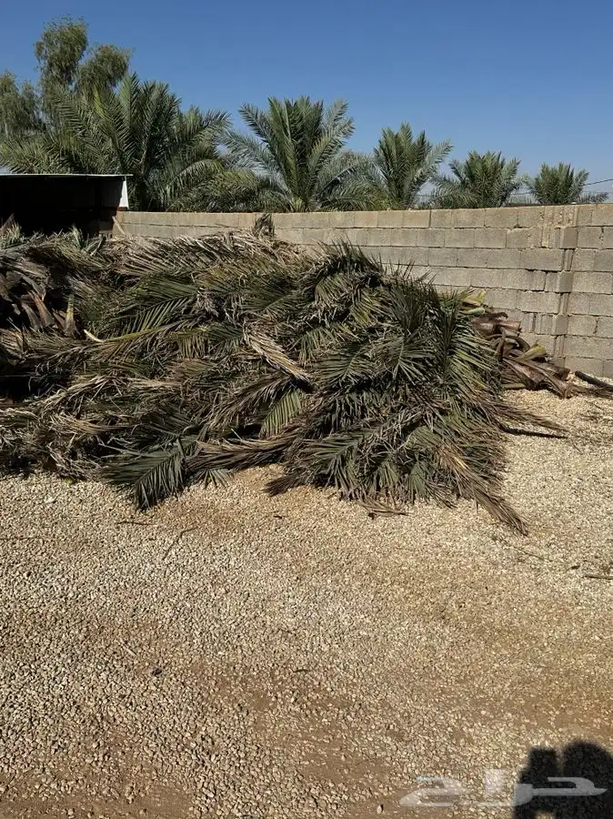 عسيب نخل رطب و يابس 0