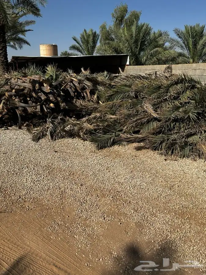 عسيب نخل رطب و يابس 3