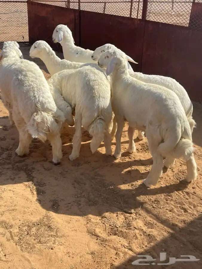 حريات طيبه شعره وطرف 0