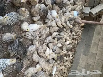 سمان 0