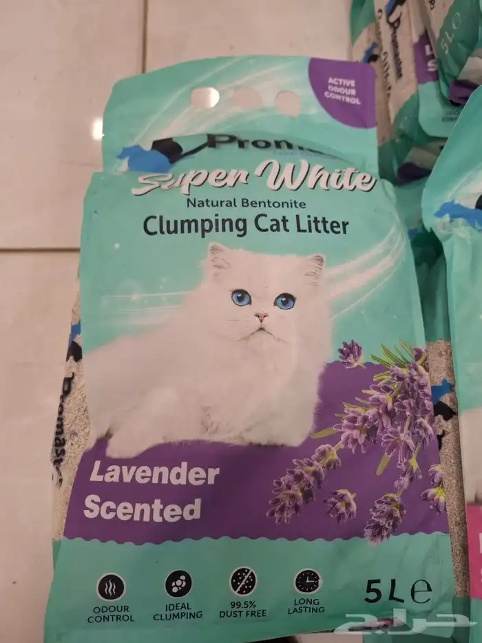 رمل قطط تراب قطط تركي هملايا سيامي شيرازي سكتشي فرعوني امريك 8