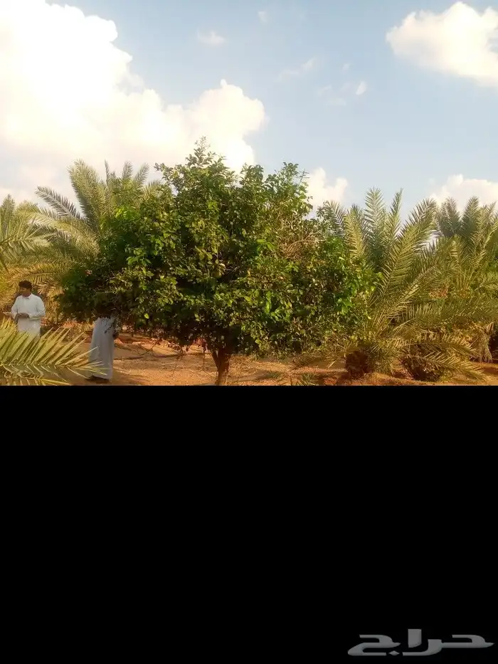 يوجد لدينا جميع انواع انخل وجميع انواع الحمضيات والبرتقال وا 7