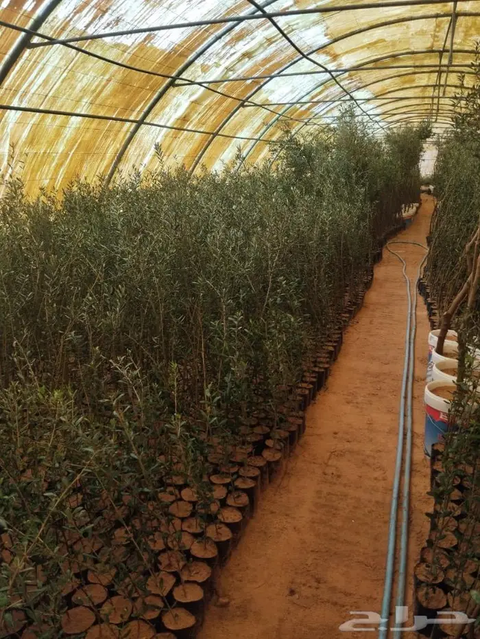 نجيل طببعي وزيتون شحن لانحاء المملكة 6