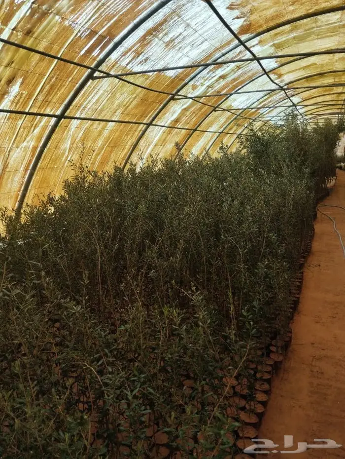 نجيل طببعي وزيتون شحن لانحاء المملكة 7