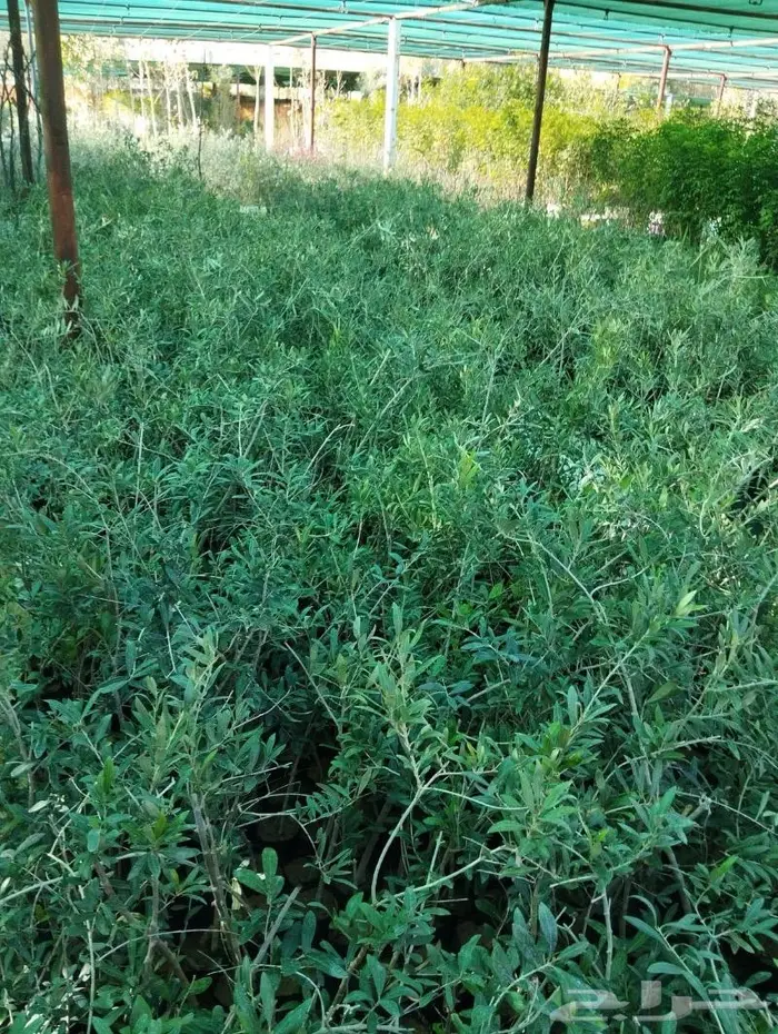 نجيل طببعي وزيتون شحن لانحاء المملكة 10