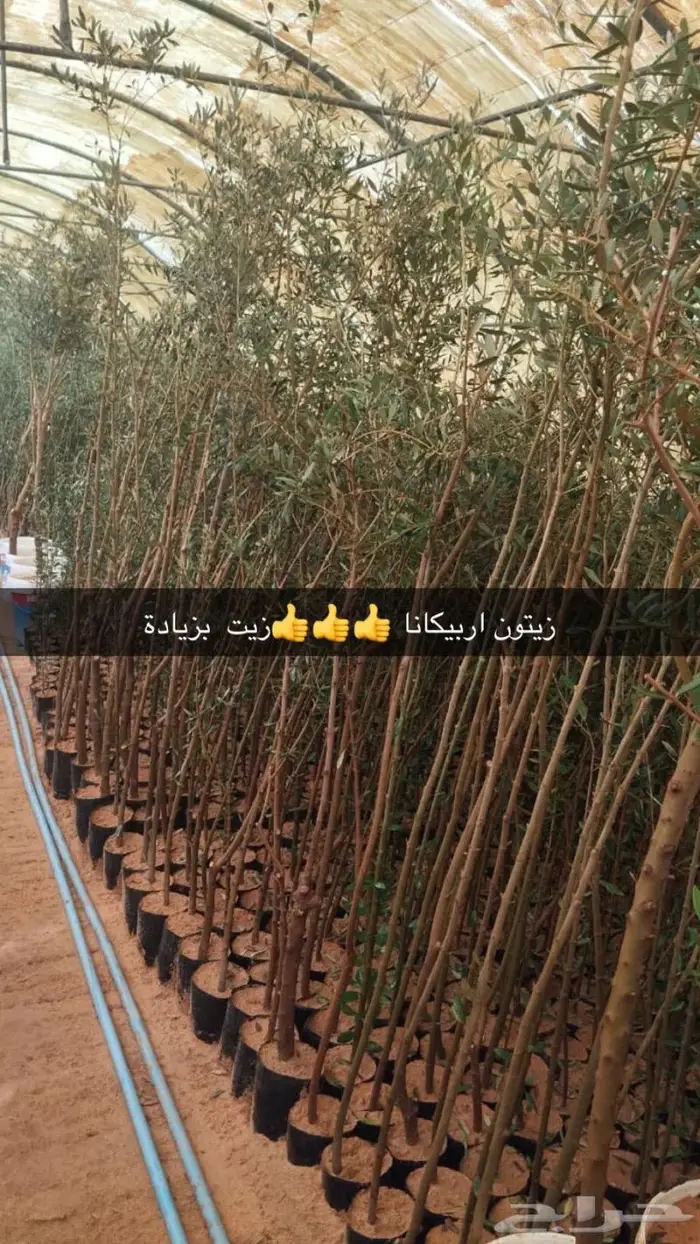نجيل طببعي وزيتون شحن لانحاء المملكة 13
