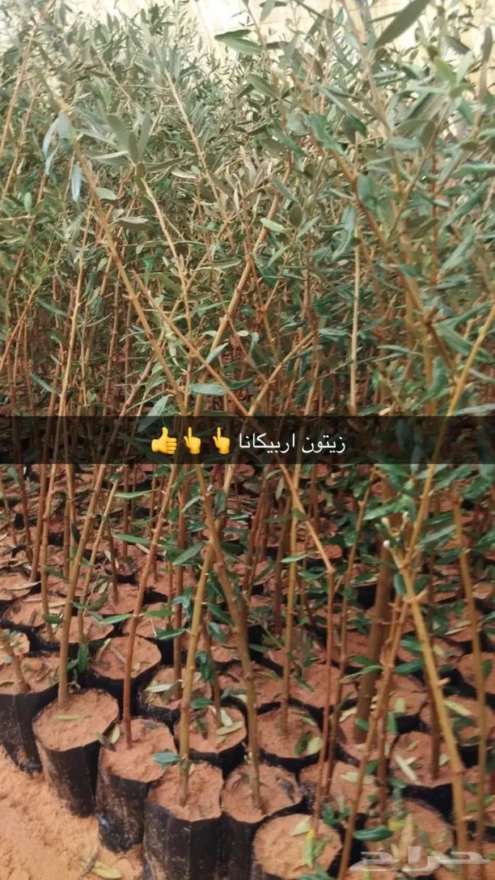 نجيل طببعي وزيتون شحن لانحاء المملكة 15