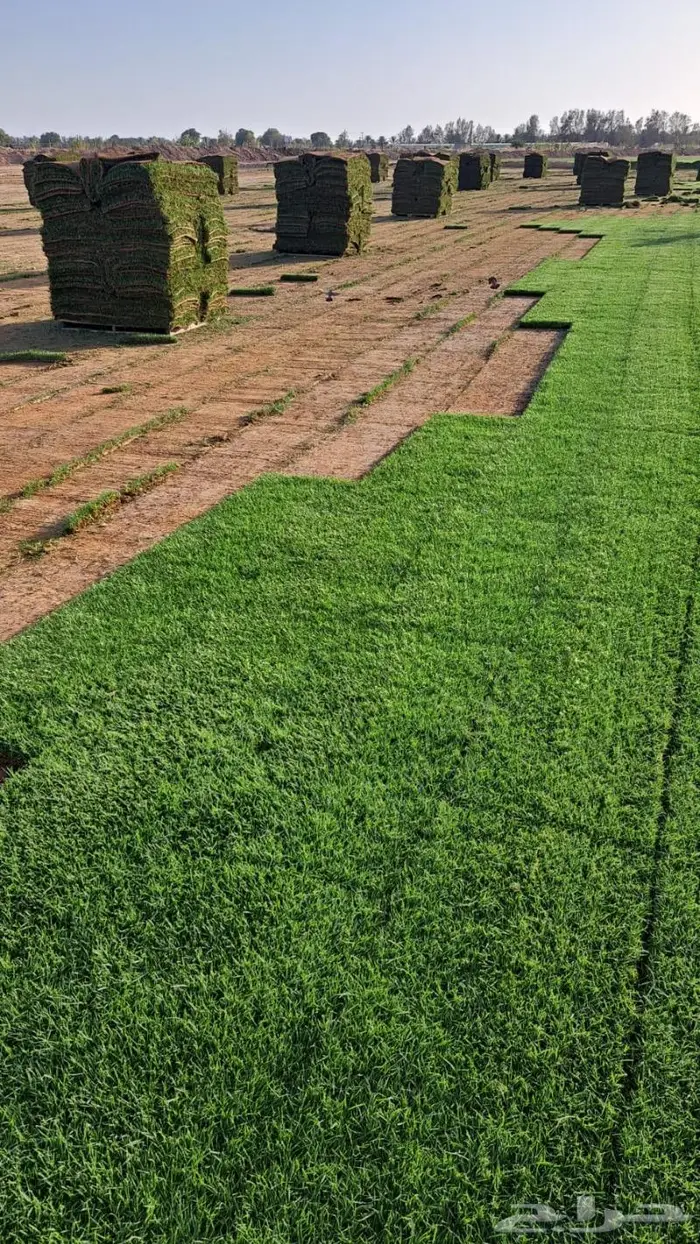 نجيل طببعي وزيتون شحن لانحاء المملكة 16