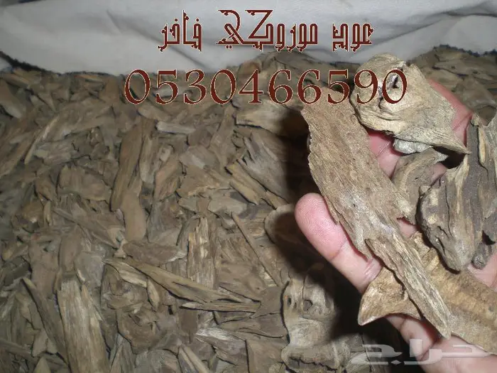 عود طبيعي موروكي حي 0