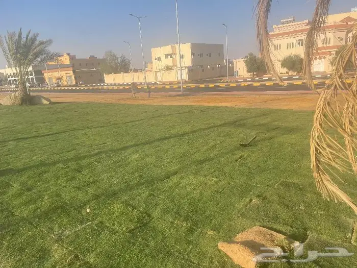 نجيل طببعي وزيتون شحن لانحاء المملكة 3