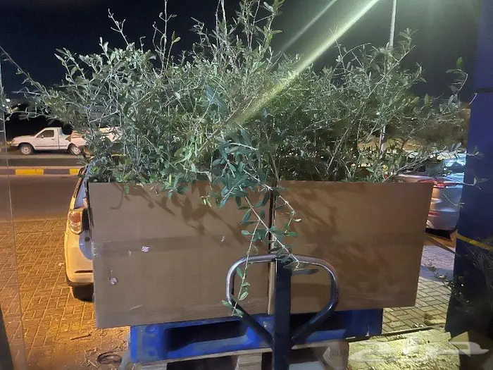 نجيل طببعي وزيتون شحن لانحاء المملكة 18