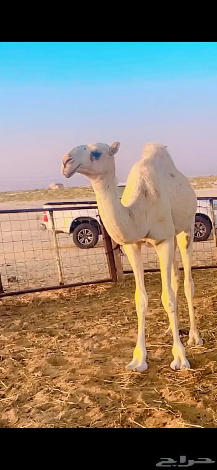 بكره مفروده طيبه 0