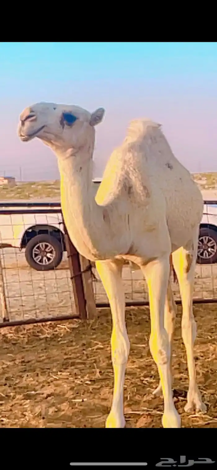 بكره مفروده طيبه 2