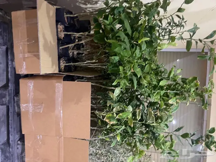 نجيل طببعي وزيتون شحن لانحاء المملكة 17