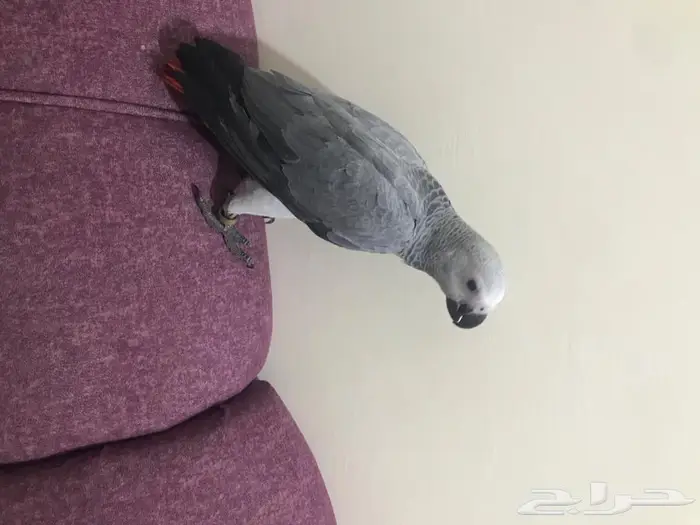 فرخ كاسكو طفره(تم البيع) 0